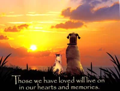 Dog & Cat with Quote