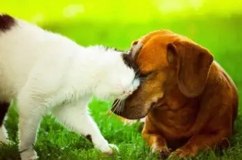Dog & Cat on Home Page