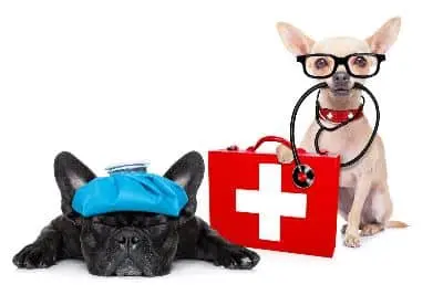 Doctor and Patient Dogs