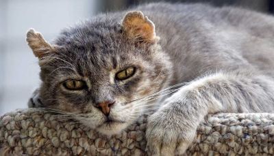 Cherished Companion Mobile Vet Senior Cat