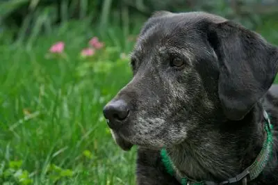 Cherished Companion Mobile Vet Senior Lab Dog